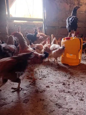 Mature Sasso F1 Hens Available
