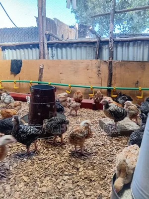 4 Weeks Old F1 Sasso Chicks