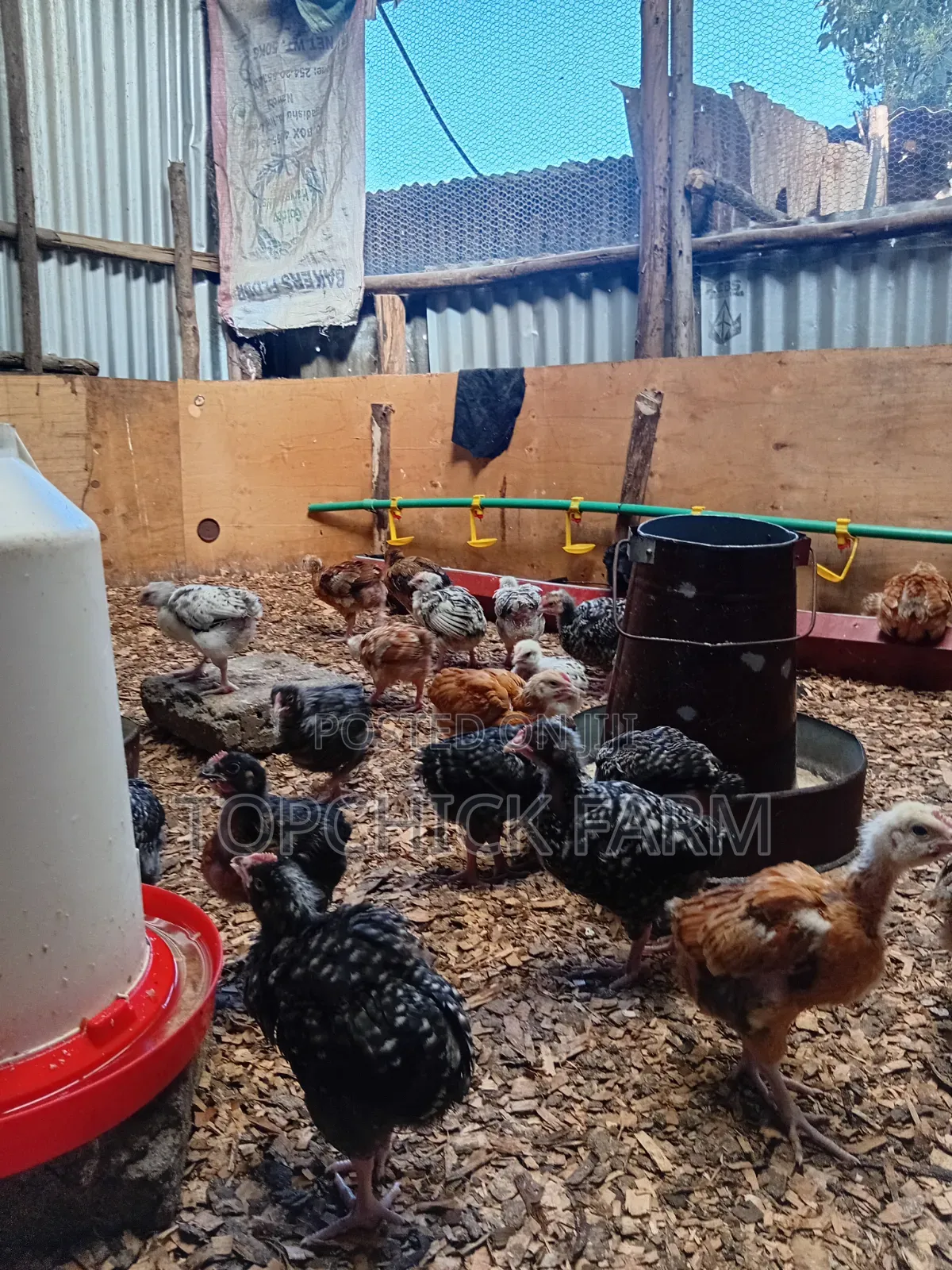 4 Weeks Old F1 Sasso Chicks