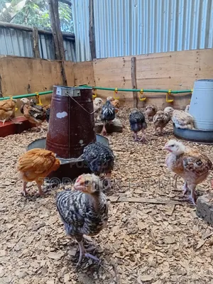 4 Weeks Old F1 Sasso Chicks
