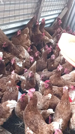 Hen Layers