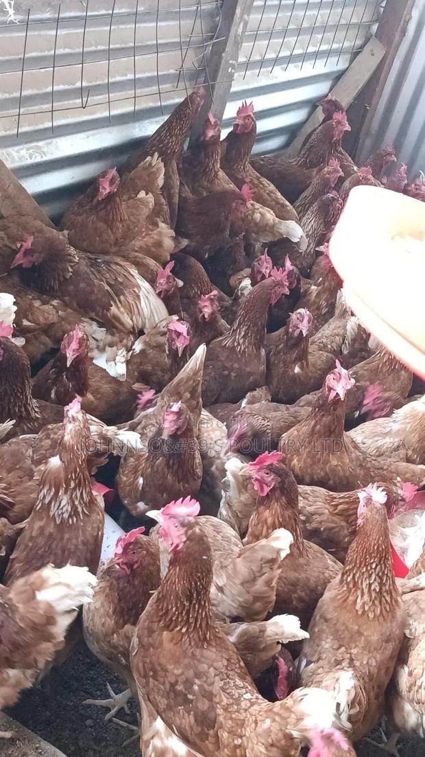 Hen Layers - main view