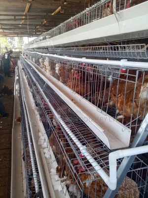 Battery Cages