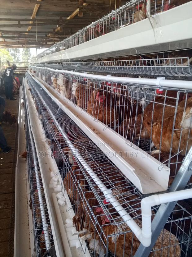 Battery Cages - thumbnail 2