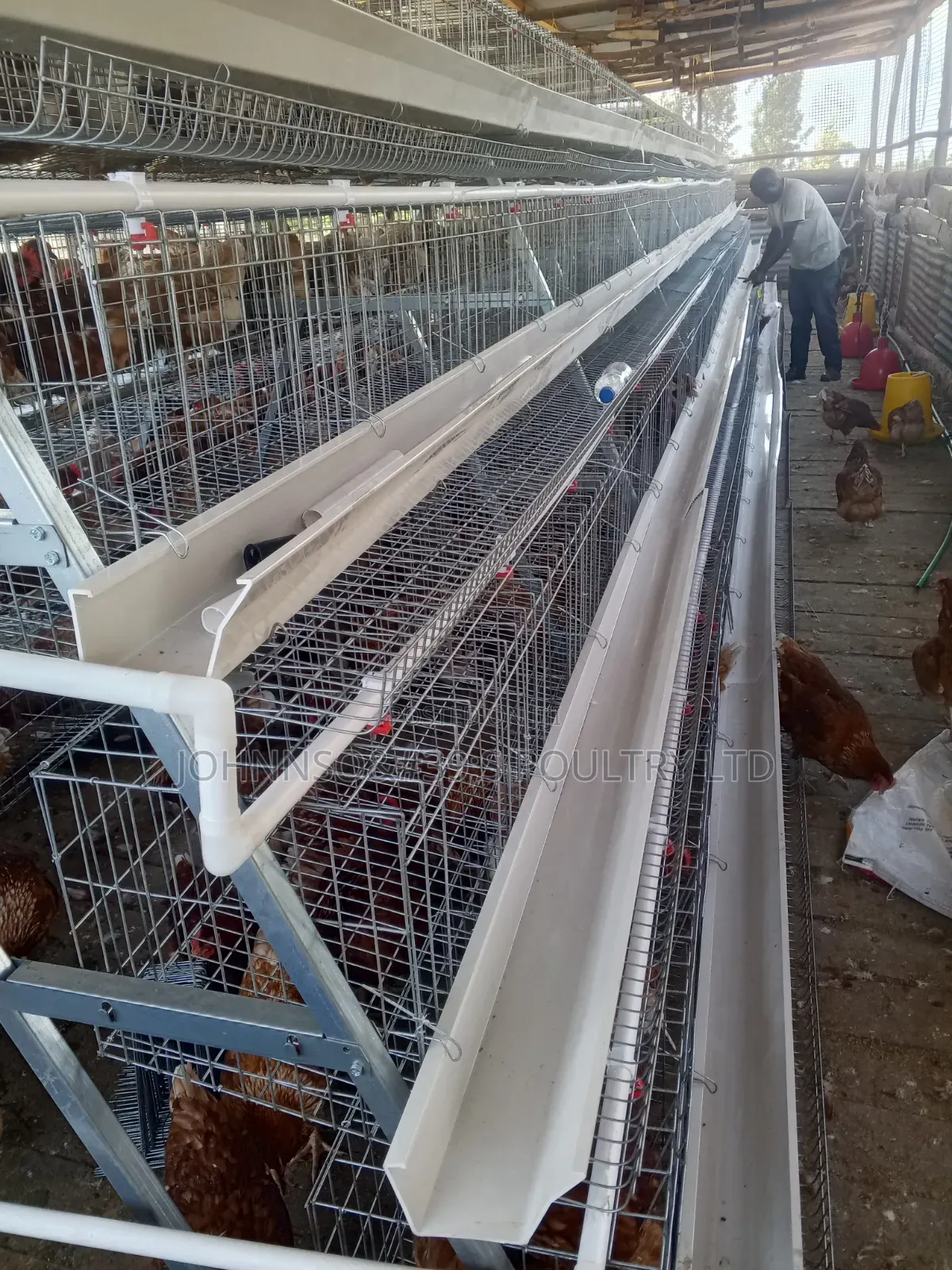 Battery Cages
