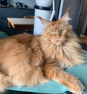 6-12 months Male Purebred Maine Coon