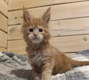1-3 months Male Purebred Maine Coon