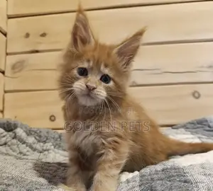 1-3 months Male Purebred Maine Coon