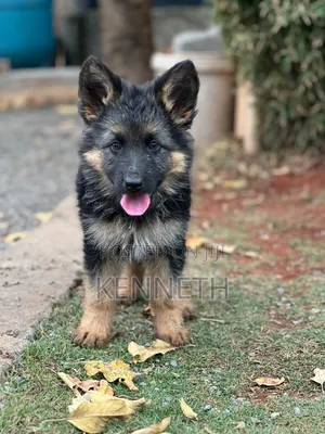 1-3 months Female Purebred German Shepherd