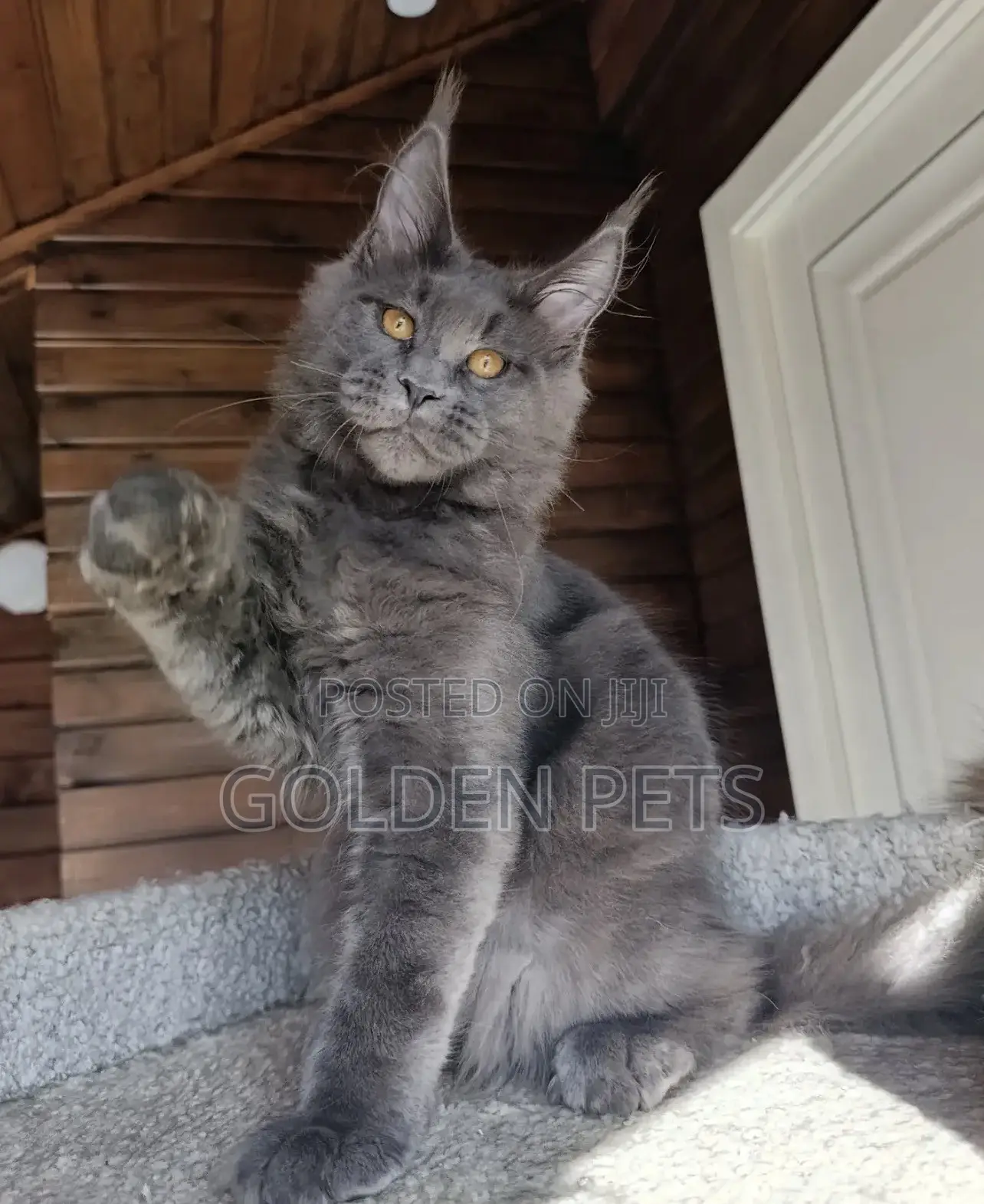 6-12 months Female Purebred Maine Coon