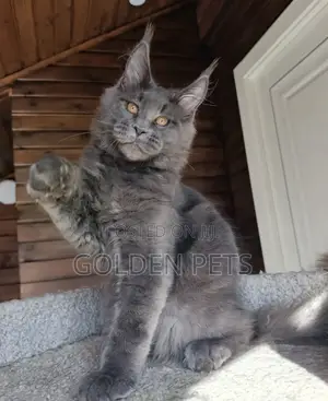 6-12 months Female Purebred Maine Coon