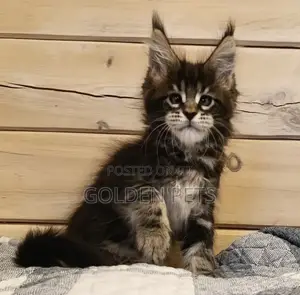 3-6 months Female Purebred Maine Coon
