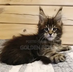 1-3 months Female Purebred Maine Coon