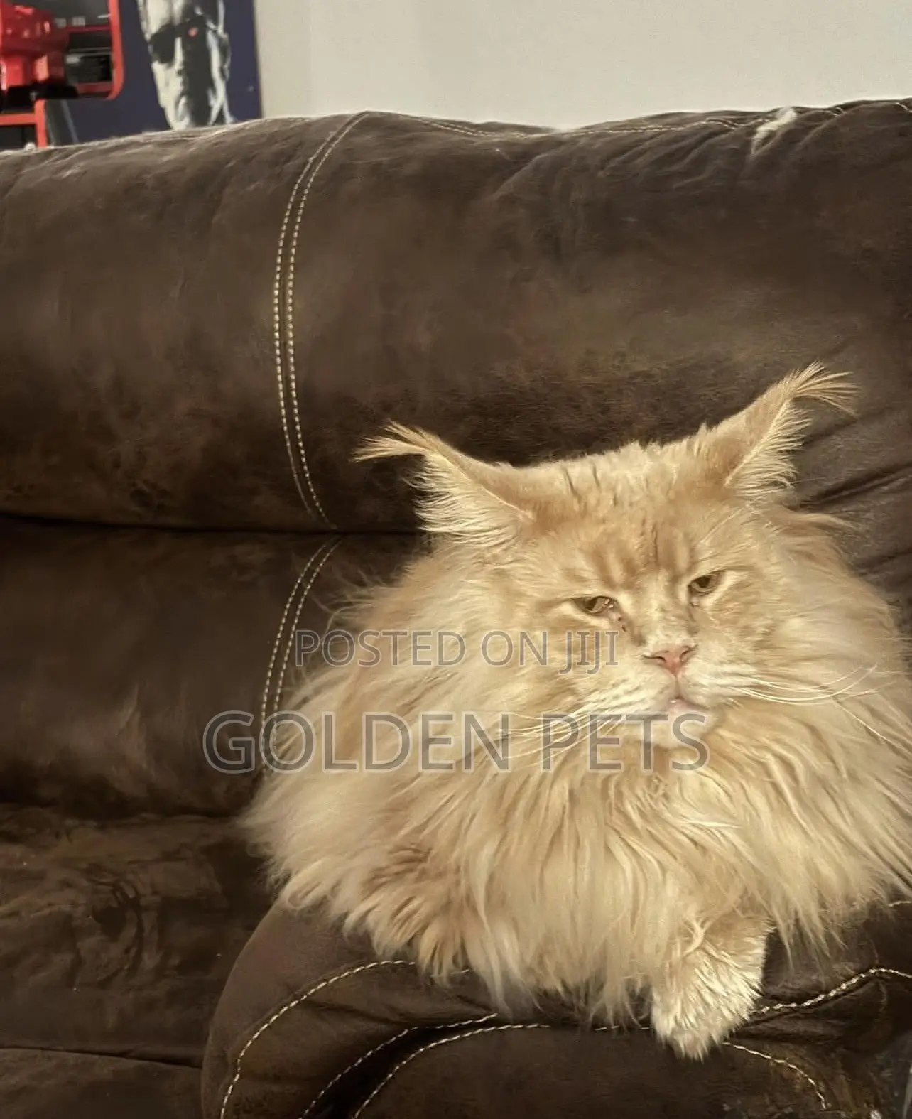 1+ year Male Purebred Maine Coon