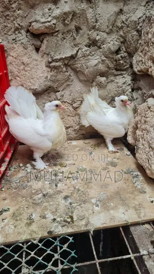 Pigeons Funtails Upcoming Available