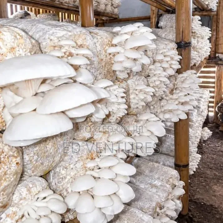 Oyster Mushrooms Spawn and Grow Kits