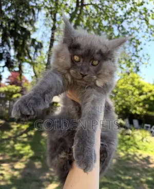 3-6 months Male Purebred Maine Coon