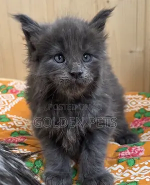 1-3 months Female Purebred Maine Coon
