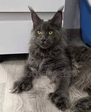 6-12 months Female Purebred Maine Coon