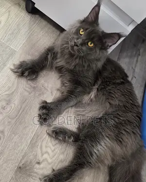 6-12 months Female Purebred Maine Coon