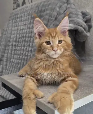 3-6 months Female Purebred Maine Coon