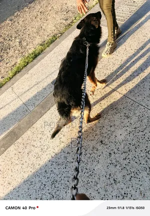 1+ year Male Purebred German Shepherd