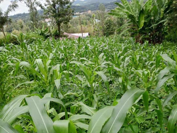 Lovely Quarter Acre Land in Ngong - main view