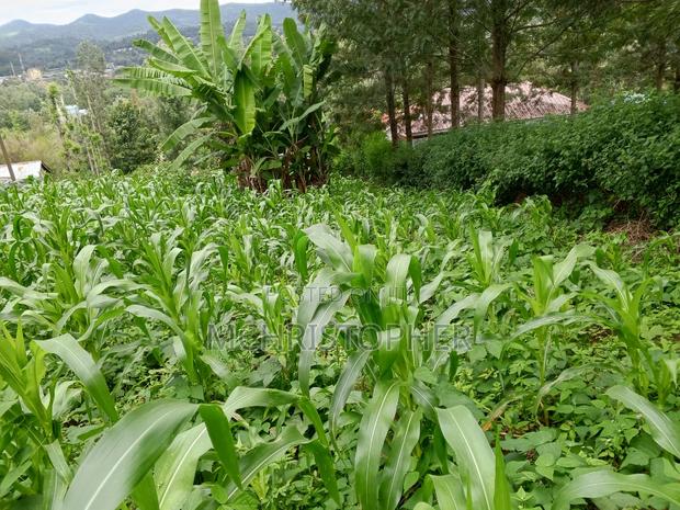 Lovely Quarter Acre Land in Ngong - thumbnail 2
