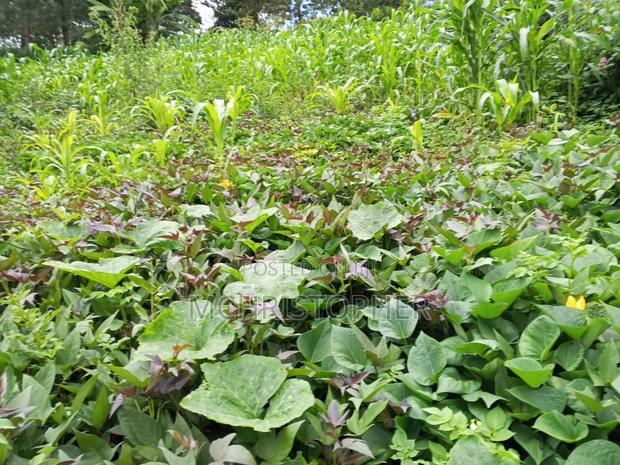 Lovely Quarter Acre Land in Ngong - thumbnail 4
