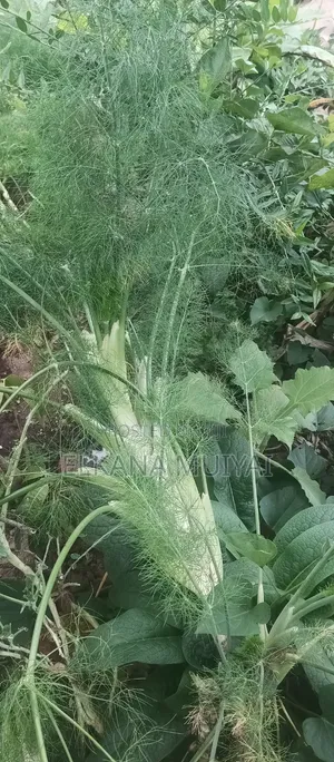 Fnennel Herbs