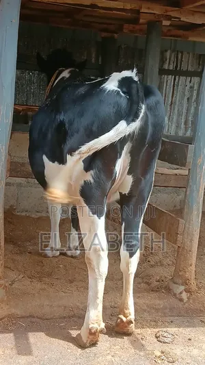 Beth Dairy Farm