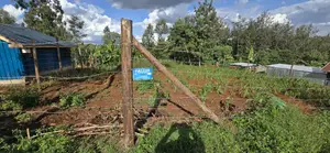 Ikinu Prime Plots - 50*100