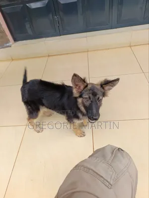 3-6 months Female Purebred German Shepherd