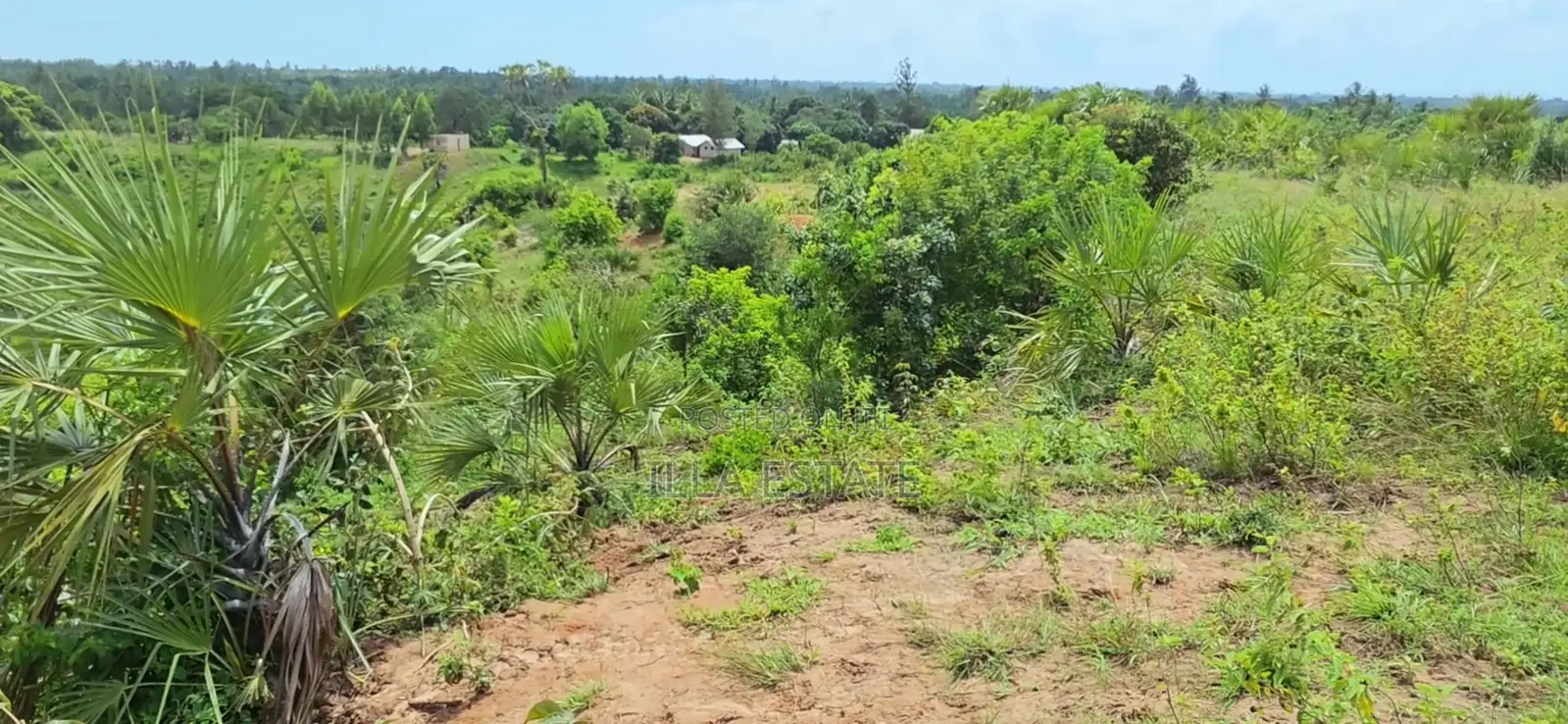 Prime 5-Acre Sloping Site Overlooking Forest and Ocean