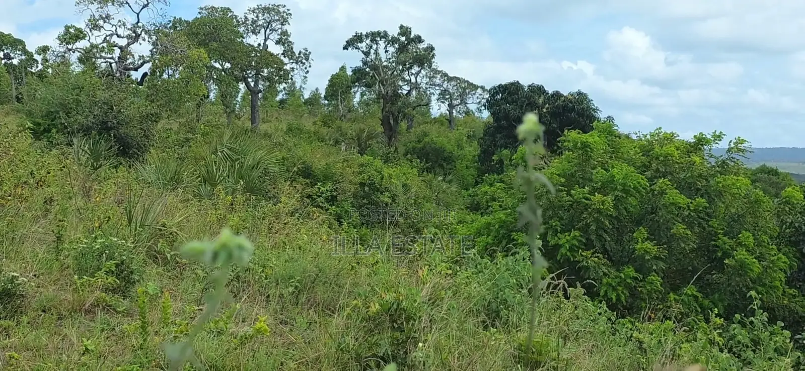 Prime 5-Acre Sloping Site Overlooking Forest and Ocean