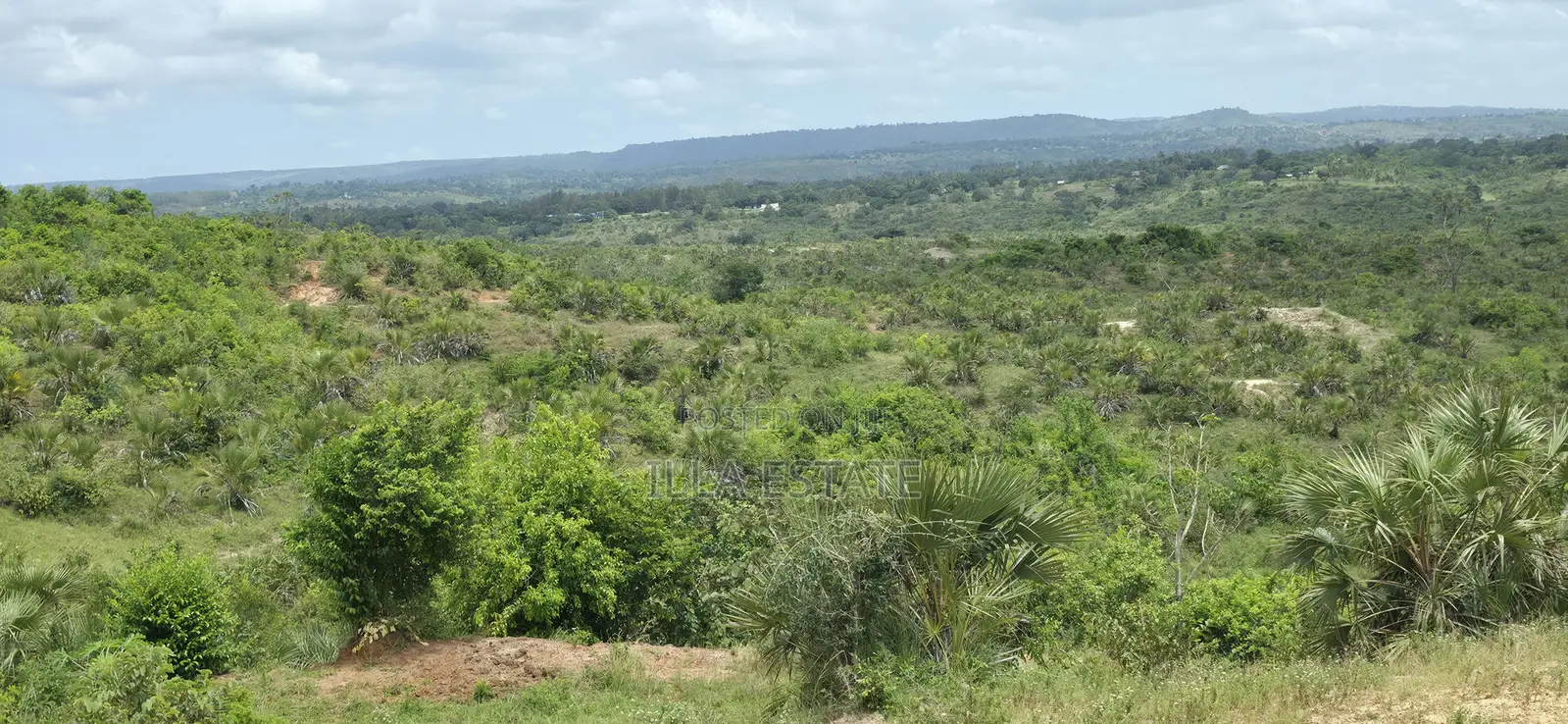 Prime 5-Acre Sloping Site Overlooking Forest and Ocean