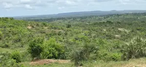 Prime 5-Acre Sloping Site Overlooking Forest and Ocean