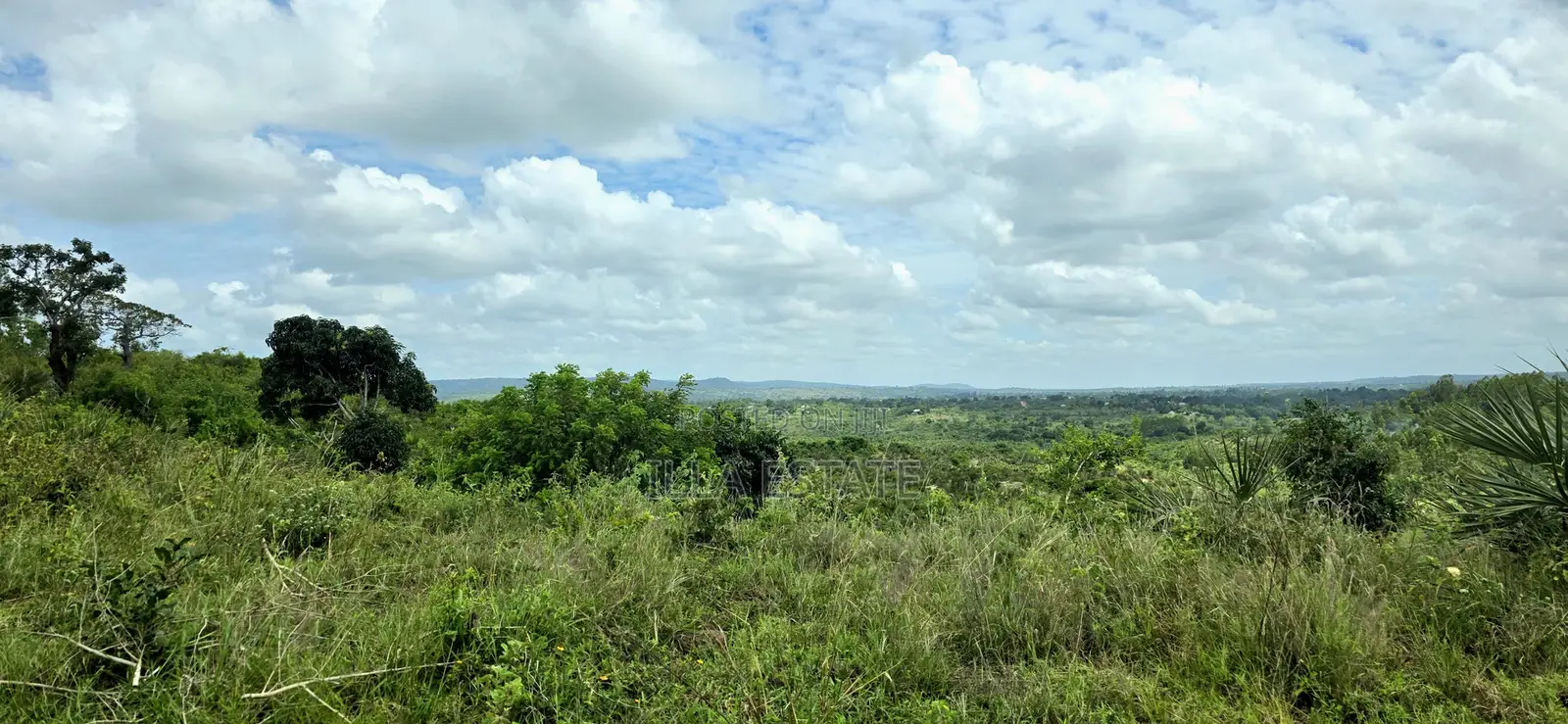 Prime 5-Acre Sloping Site Overlooking Forest and Ocean