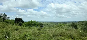 Prime 5-Acre Sloping Site Overlooking Forest and Ocean
