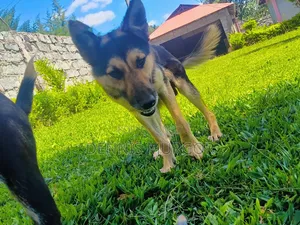 6-12 months Male Purebred German Shepherd