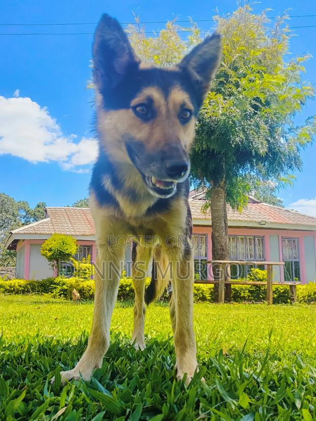 6-12 months Male Purebred German Shepherd - thumbnail 2
