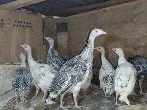 Royal Palm and Narragansett Cross Turkey Poults (Around 2 Months Old)
