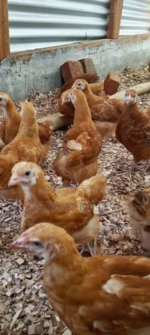 Quality Kienyeji Chickens