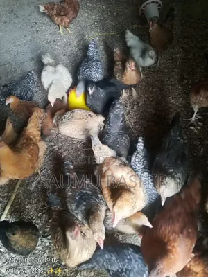 Improved Kienyeji Chicken
