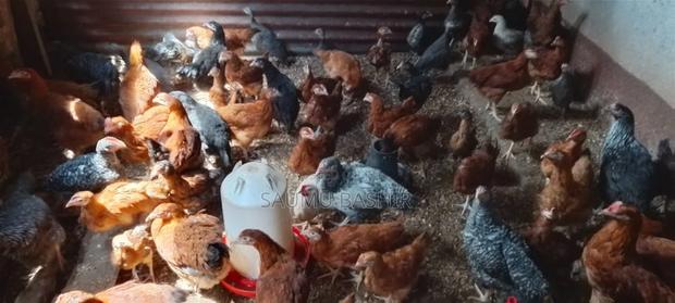 Improved Kienyeji Chicken - thumbnail 2