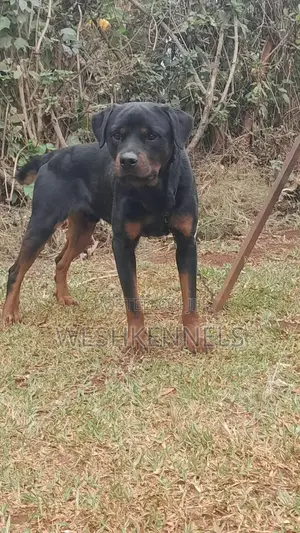1+ year Male Purebred Rottweiler