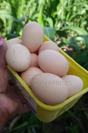 Eggs of Kenbro Kienyeji