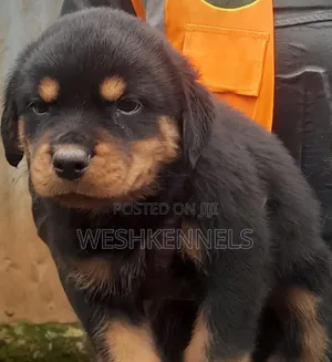 1-3 months Female Purebred Rottweiler