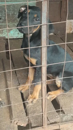 3-6 months Female Mixed Breed Rottweiler