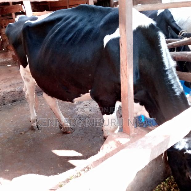 Freshian Cow - main view